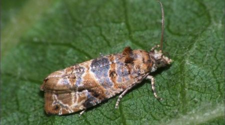Insectes ravageurs de la vigne