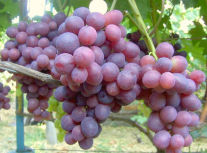 Raisins Zarya Nesvetaya
