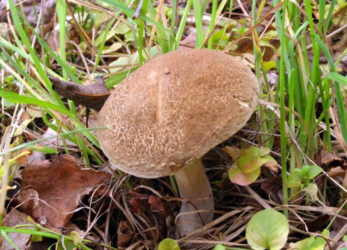 Buntsteinpilz