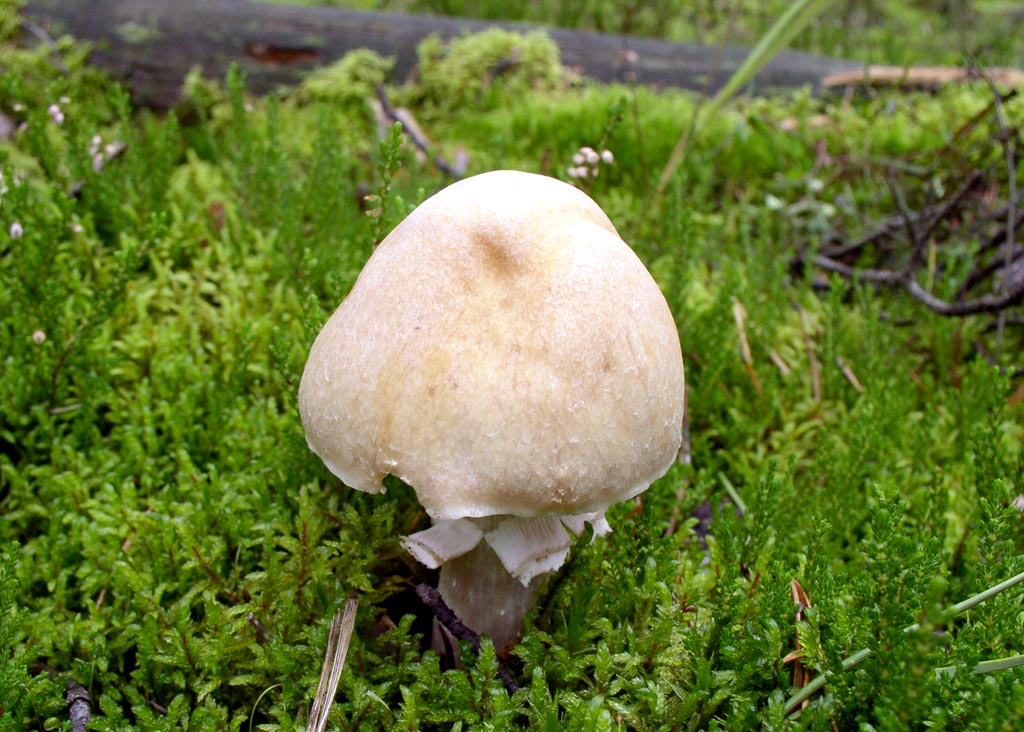 Champignon à chapeau annulaire