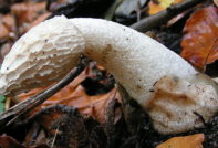 Veselka-Pilz