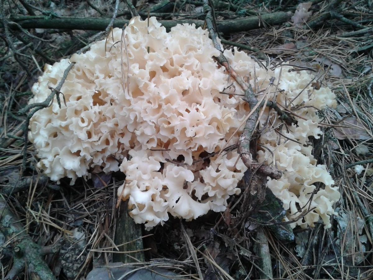 Sparassis crispa