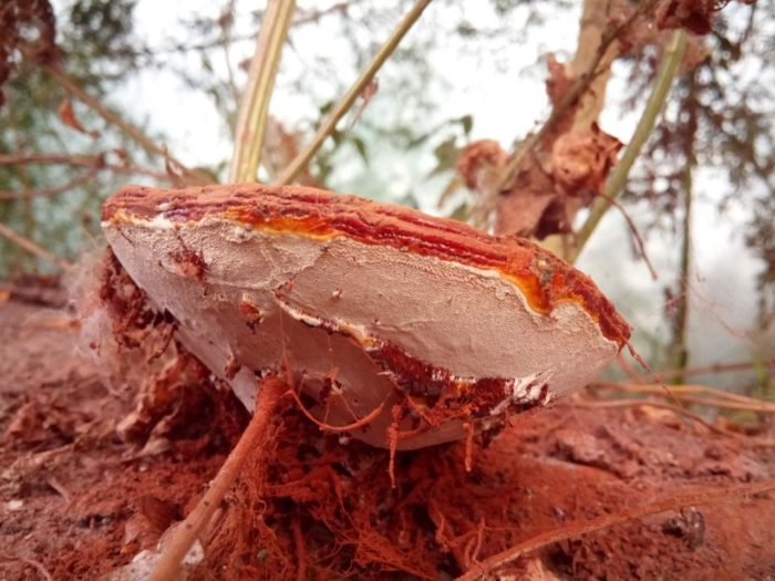 champignon amadou verni