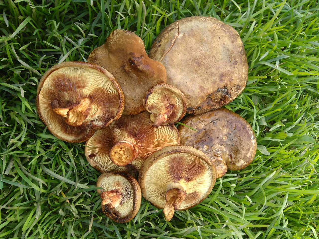 Ferkel
