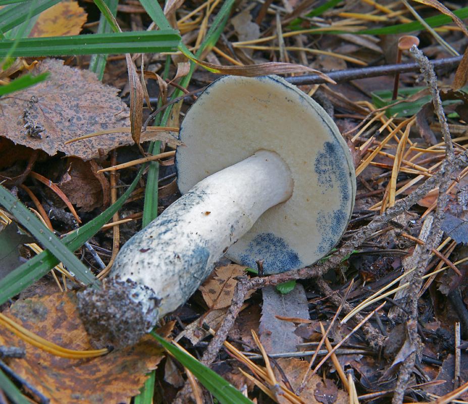 Gyroporus cyanescens