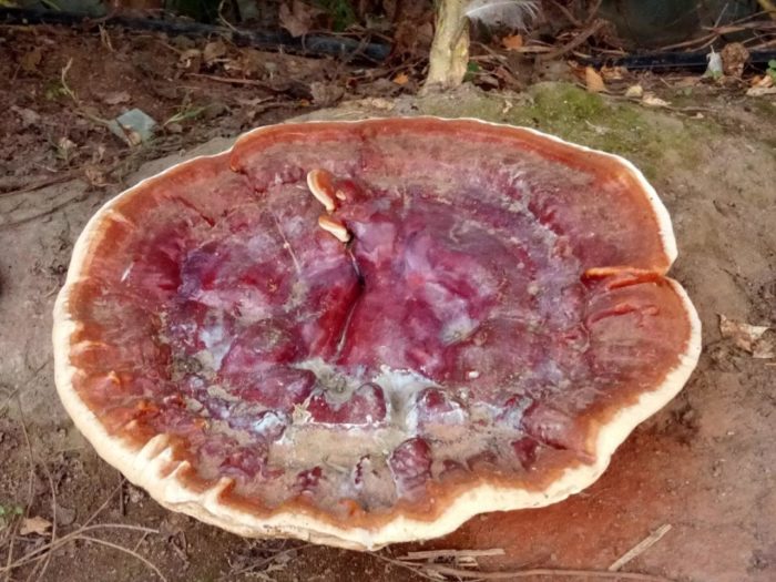 champignon amadou verni