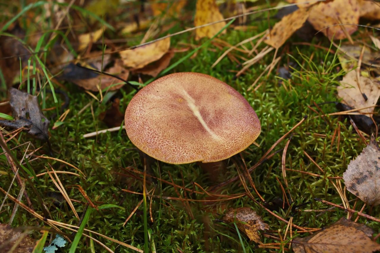 sorbier rougissant
