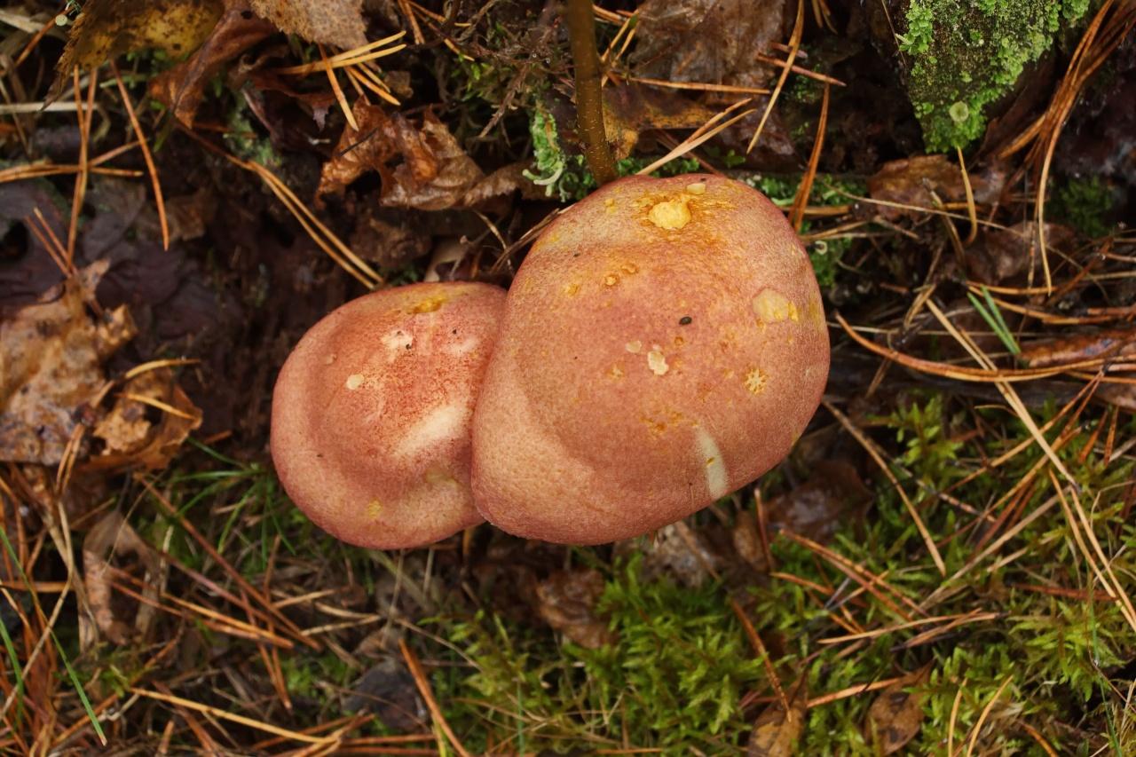 sorbier rougissant