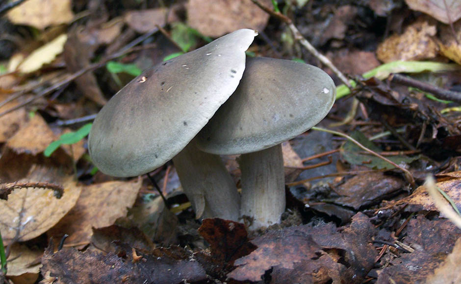 rangée de savon