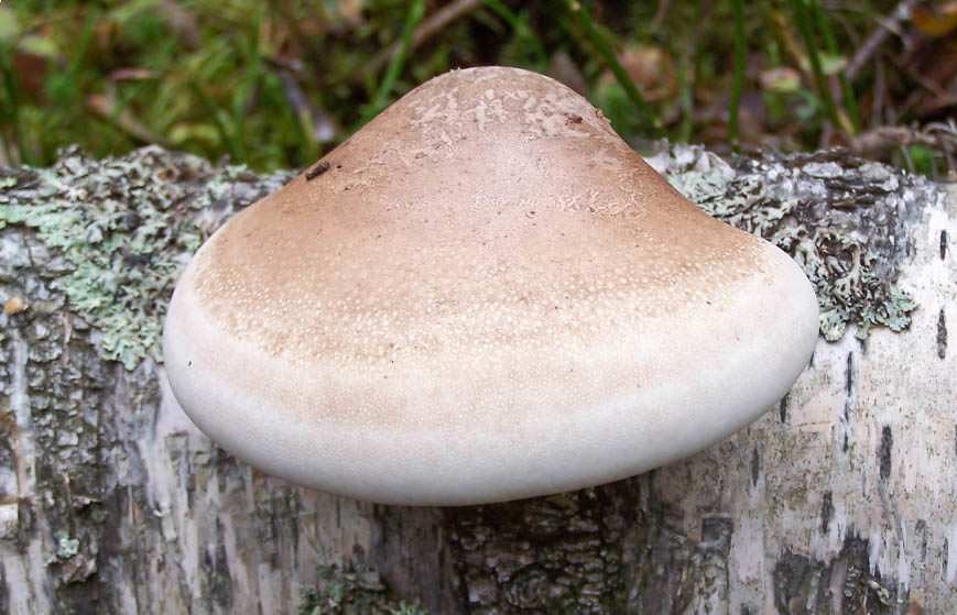 champignon amadou