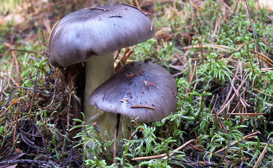 sorbier gris