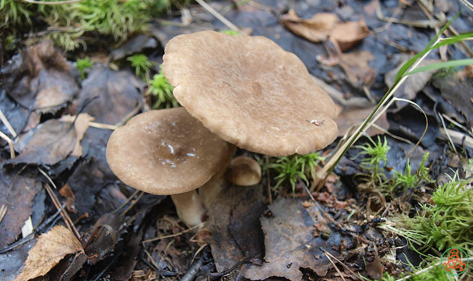 Lactarius fulvus