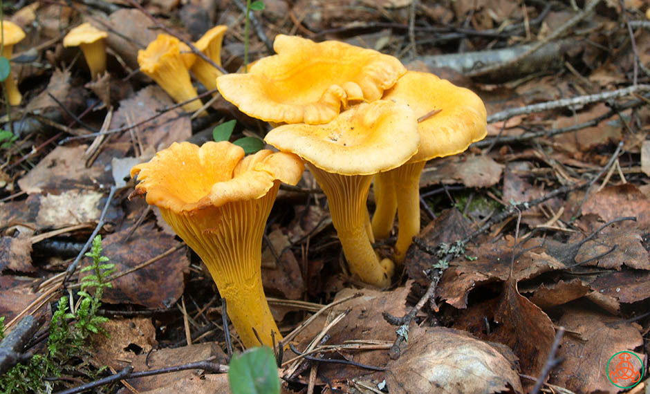 Chanterelles
