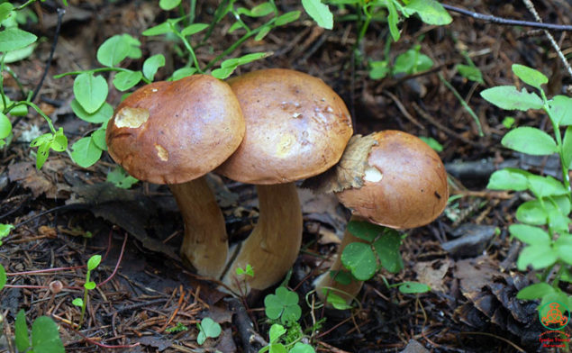 Polnischer Pilz
