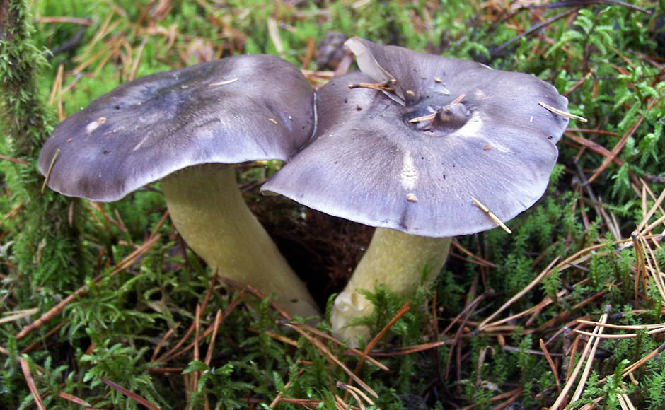 Graue Eberesche