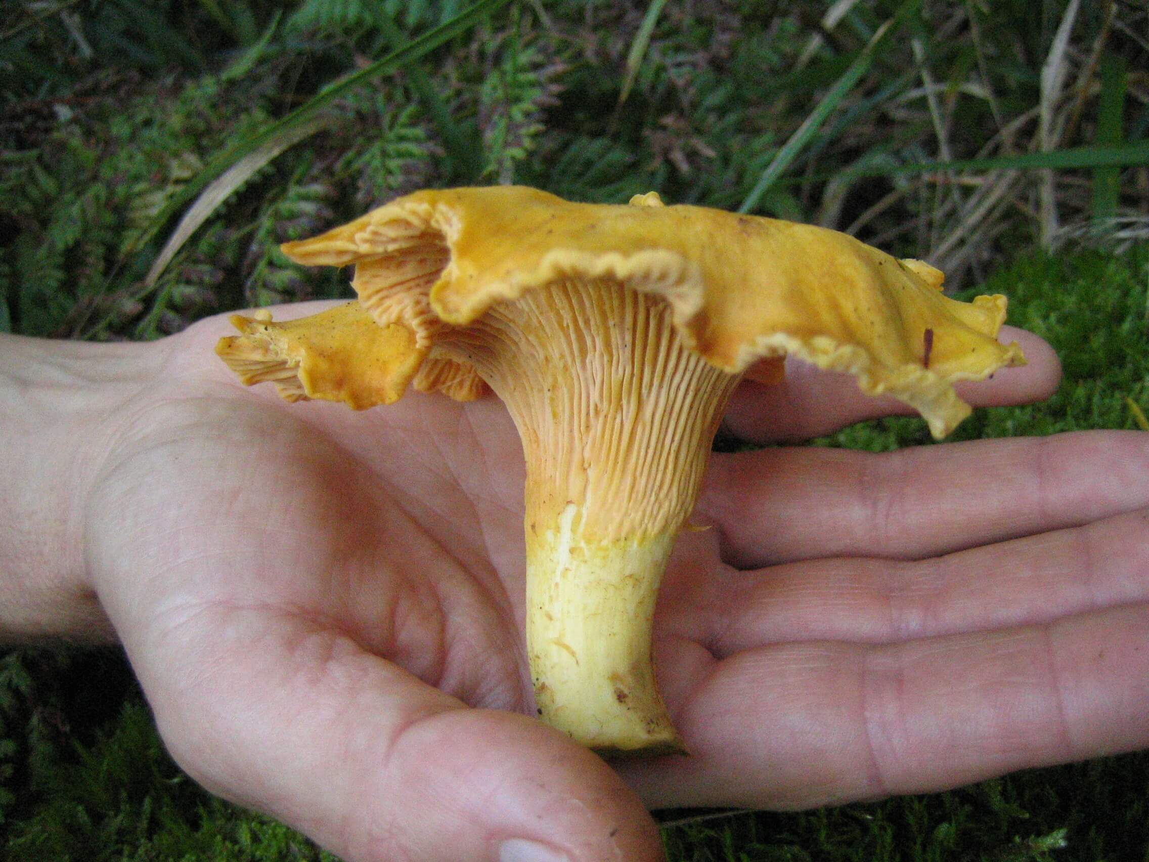 Pfifferlinge