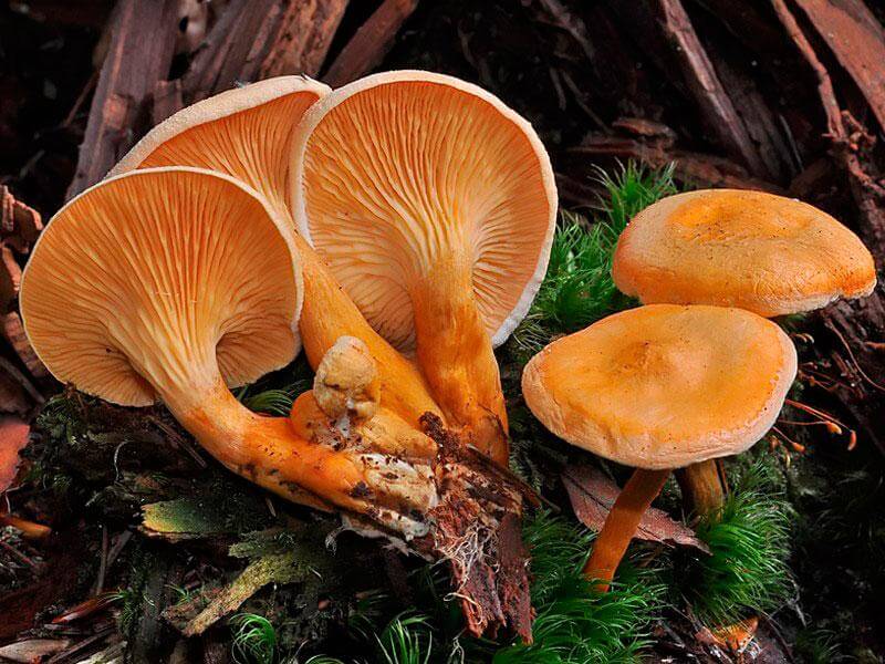fausses chanterelles