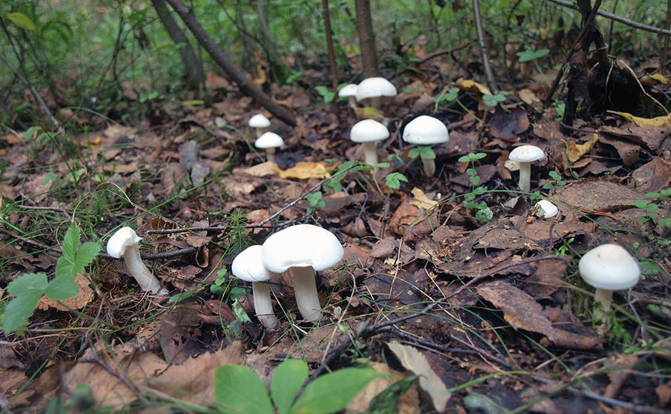 Zone de culture de champignons