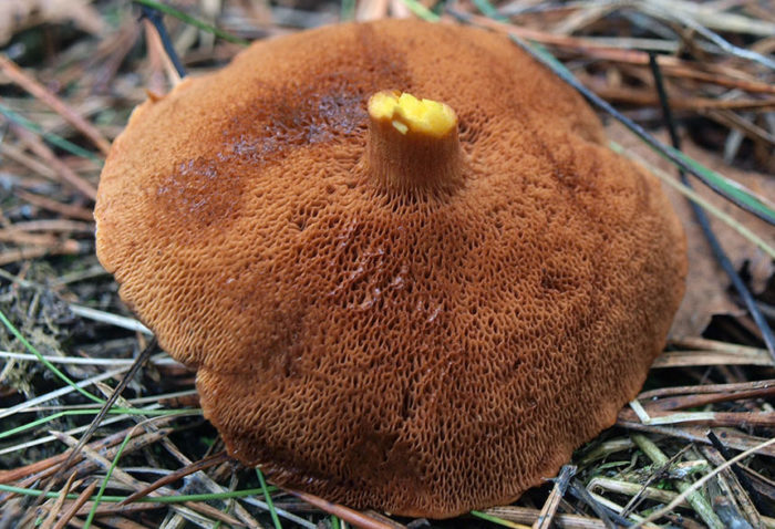 Pepper mushroom