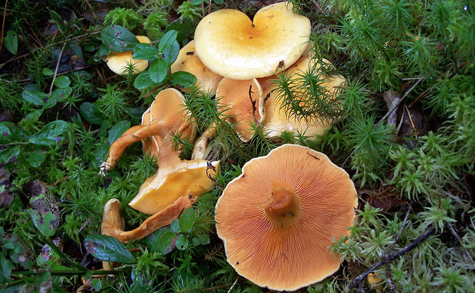 fausses chanterelles