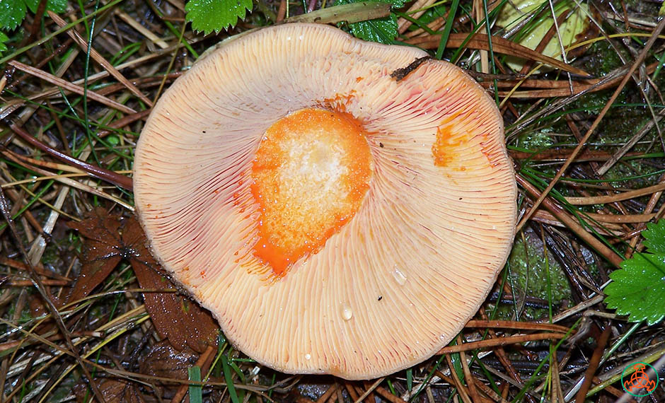 Sève laiteuse des champignons de pin