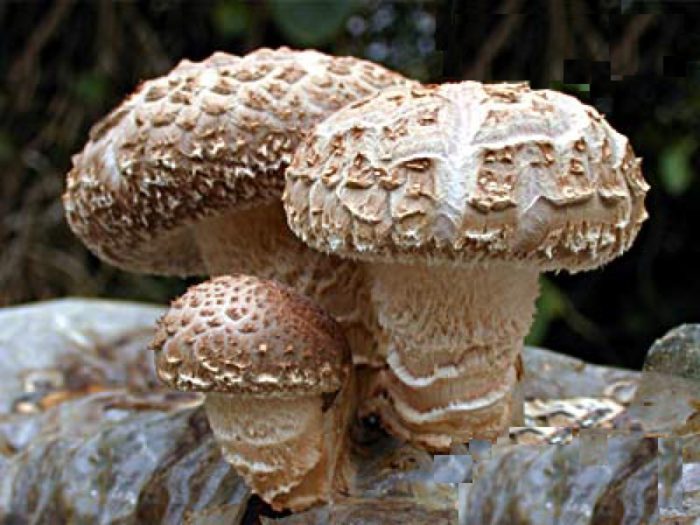 Shiitake