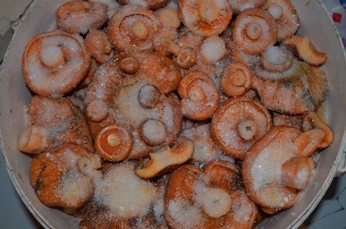 Einlegen von Safran-Reizker
