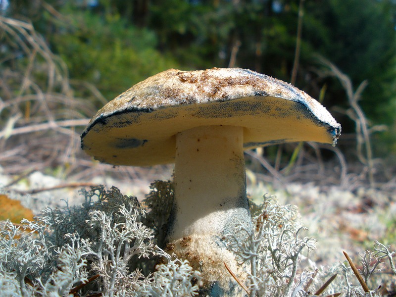 Quetschpilz