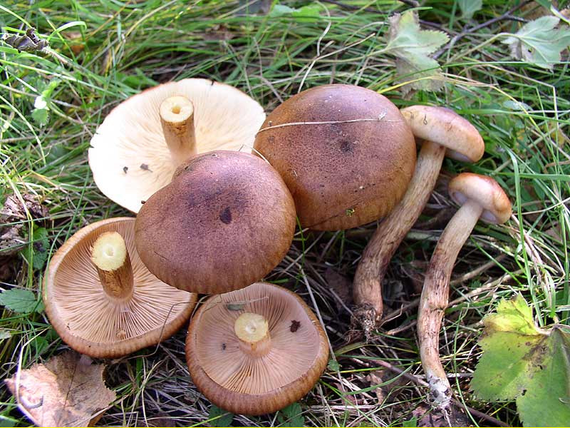 Reihen