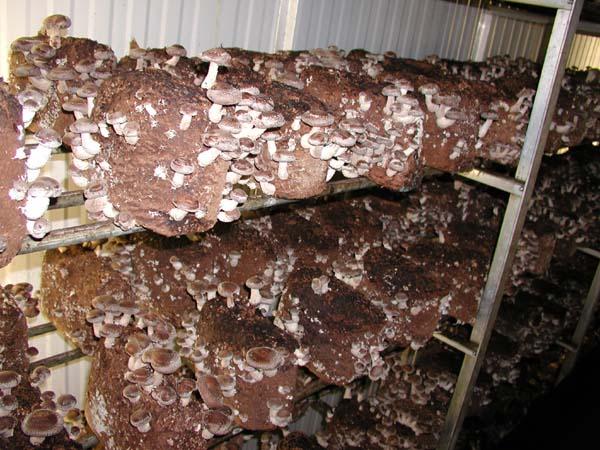 Culture des champignons shiitake