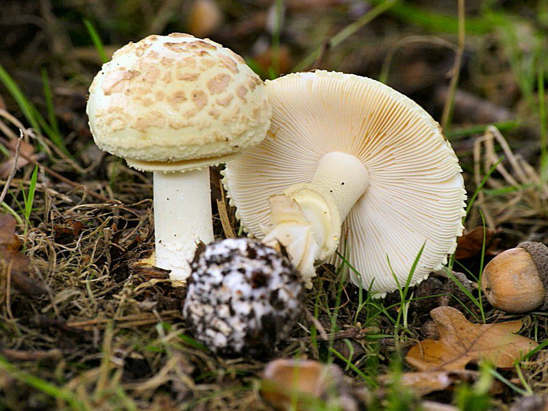 Amanite tue-mouches