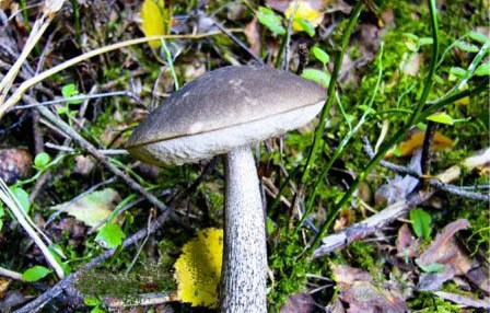 Fungo grigio cenere