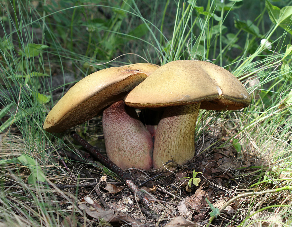 Eichenbaum olivbraun