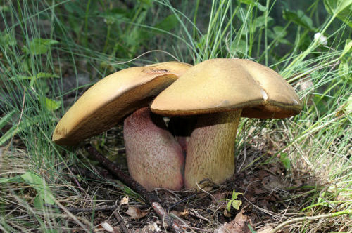 bolet brun