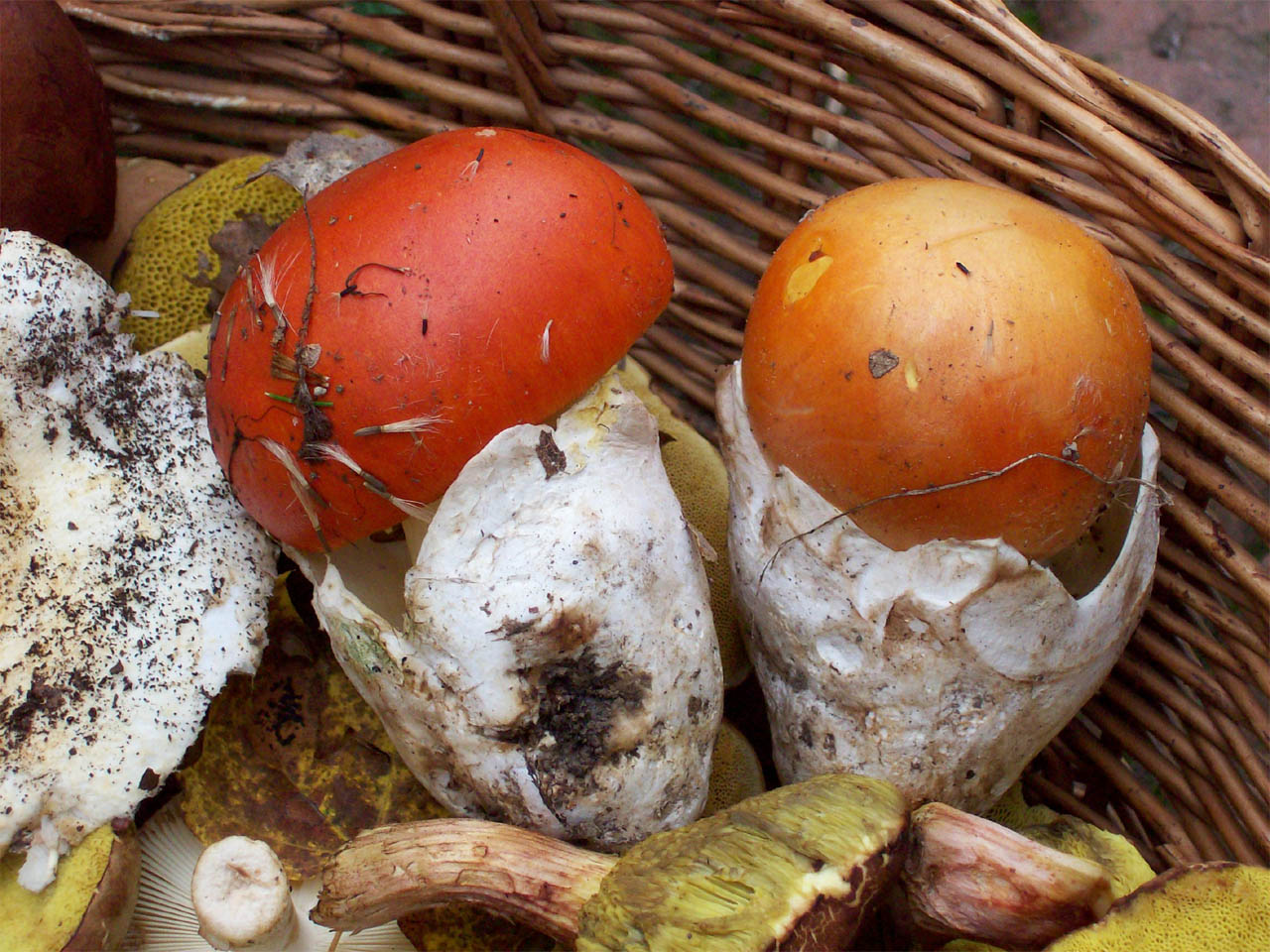 Champignons aux œufs