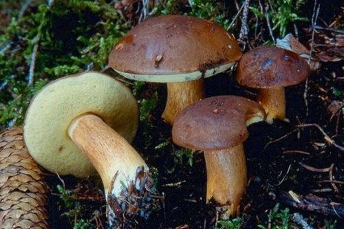 Polnischer Pilz