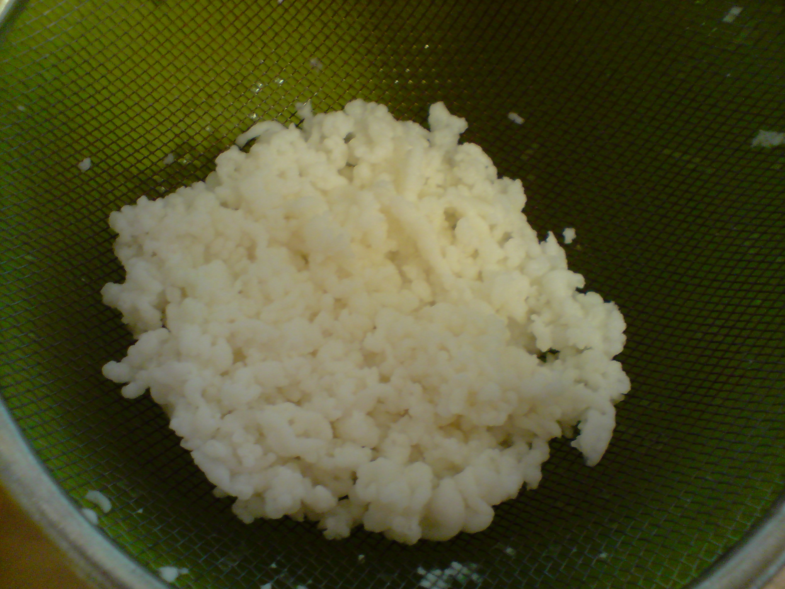 Milchpilz