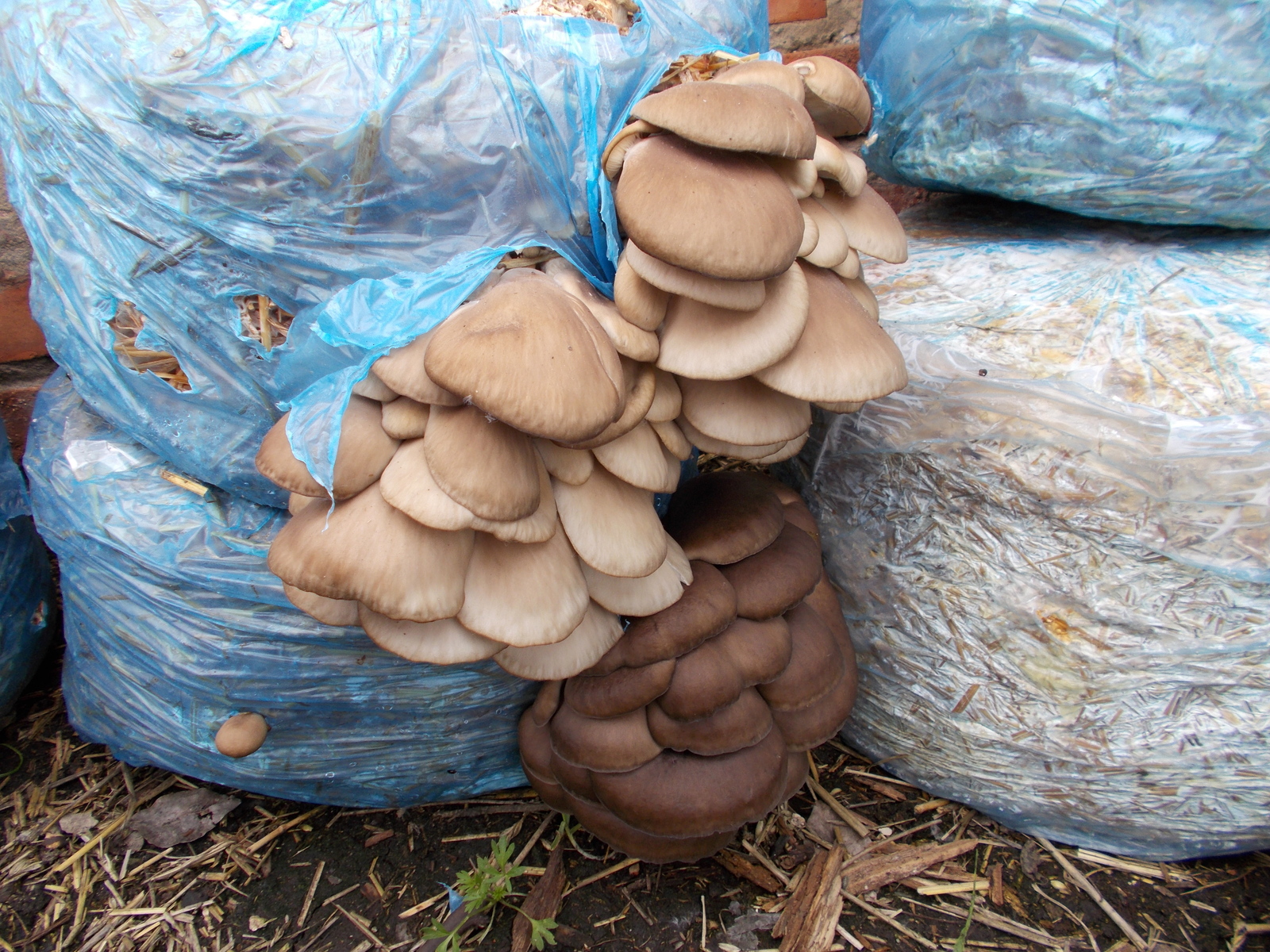 Funghi ostrica