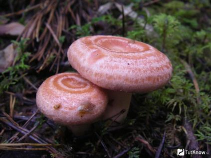 Volnushki