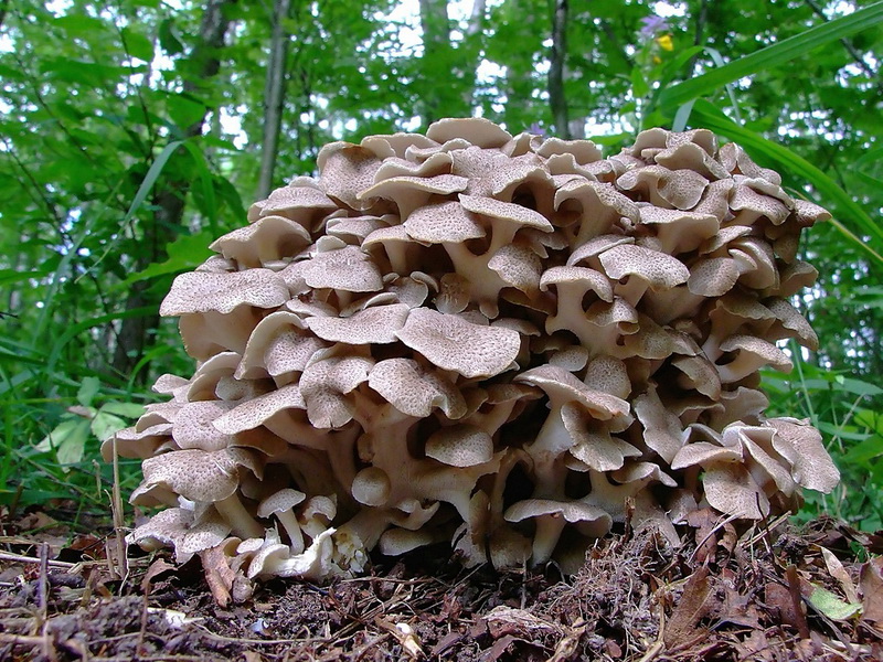 champignon amadouvier à feuilles
