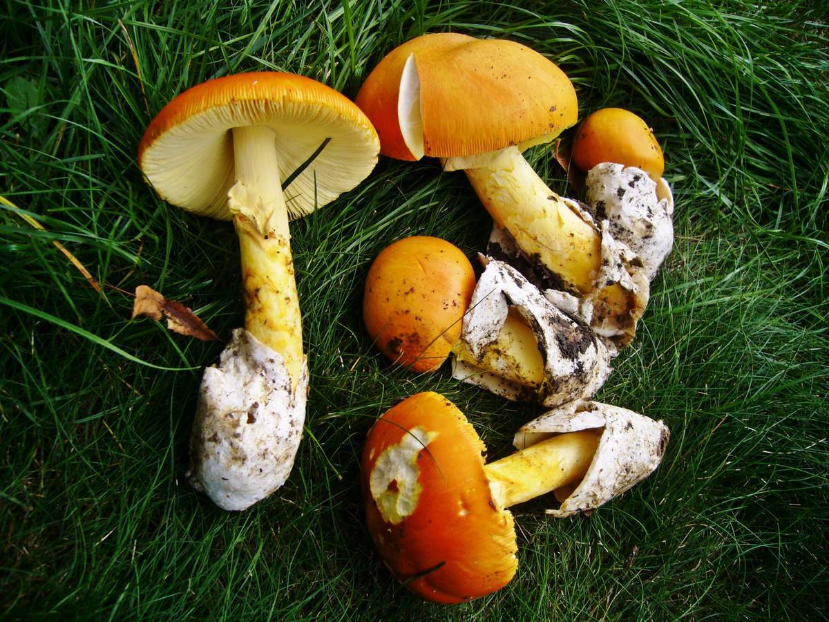 Amanite tue-mouches de César