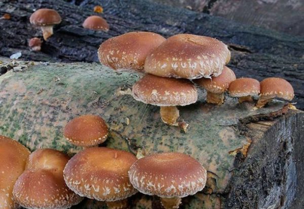 Culture des champignons shiitake