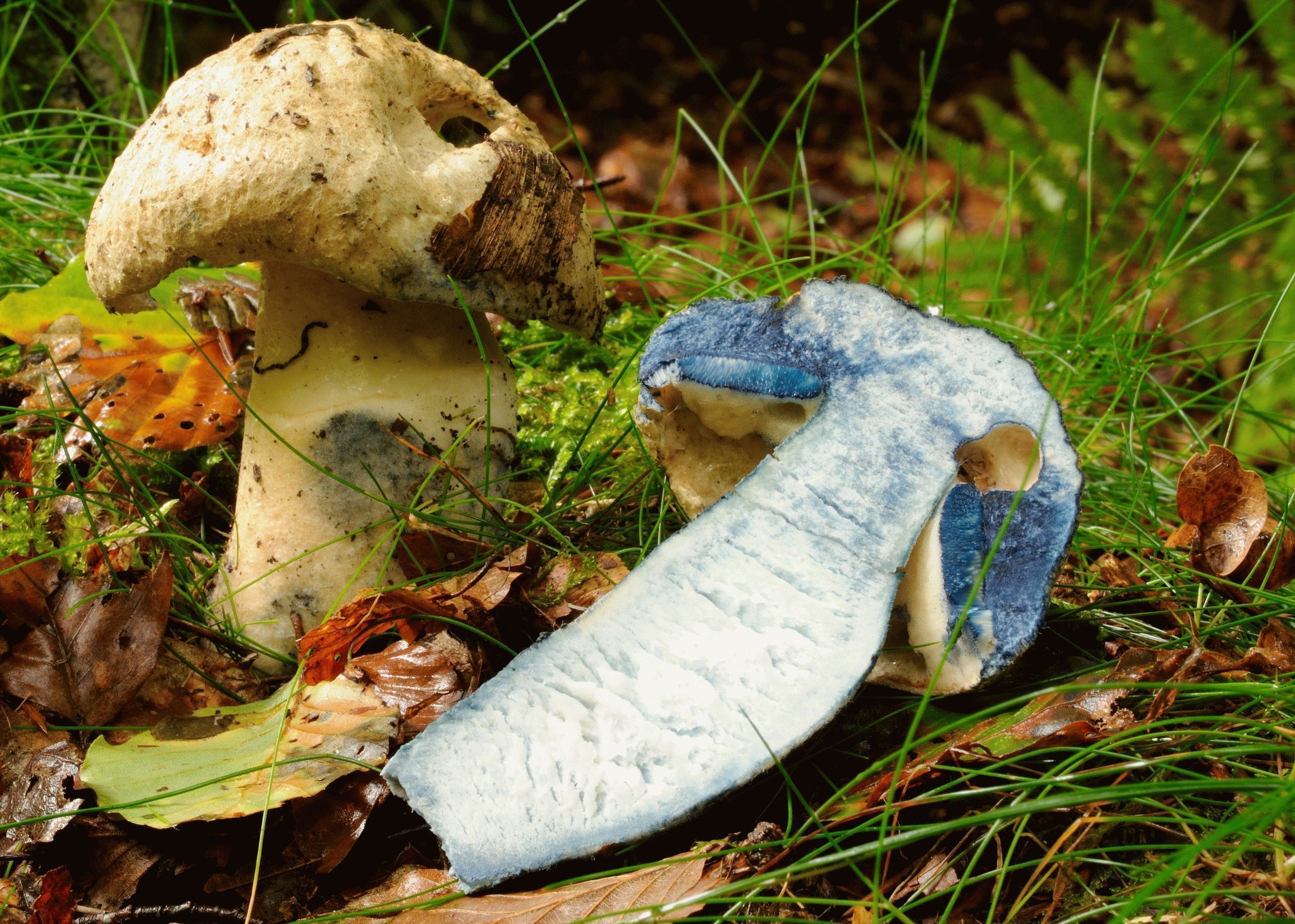 Pilz im Querschnitt