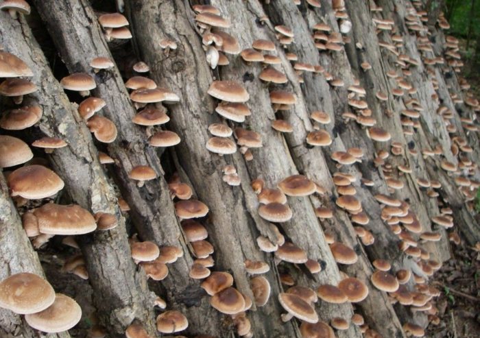 Shiitake