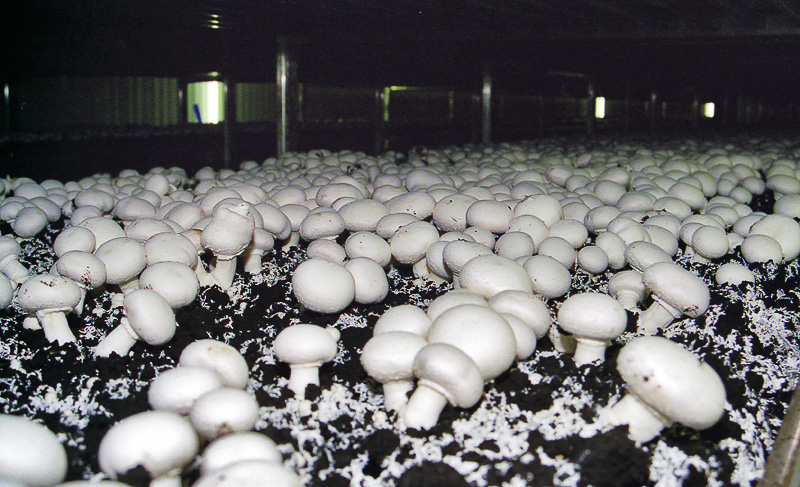 Funghi prataioli