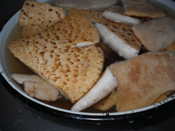Préparation du champignon amadouvier
