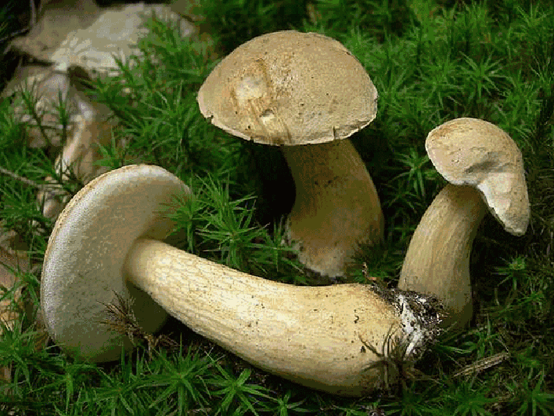champignon gallique