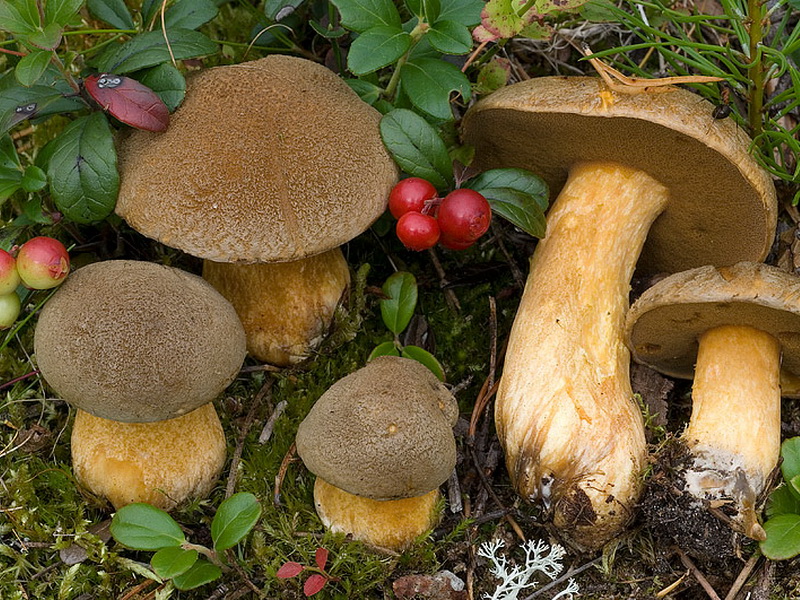 Steinpilz