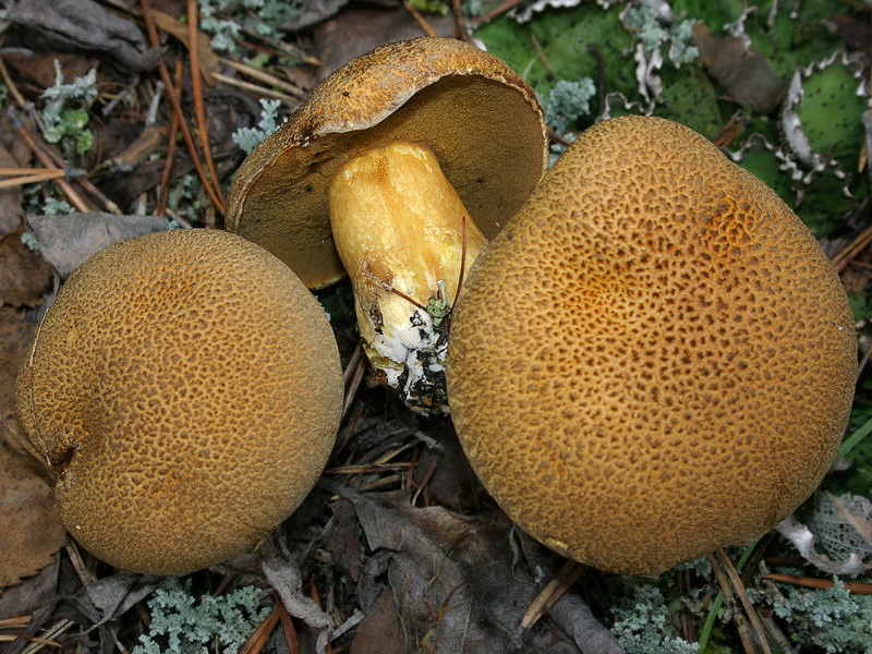 Steinpilz