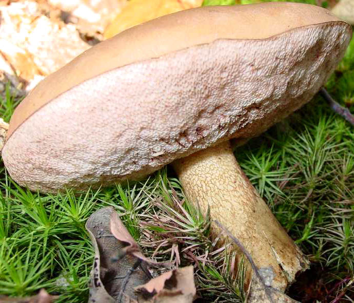 Apparence du champignon